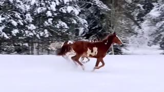 Beautiful Horses 🐎