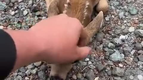 Friendly fawn come cute moment- yytv