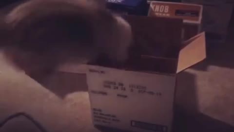 Funny cat jumps in the box in a strange way