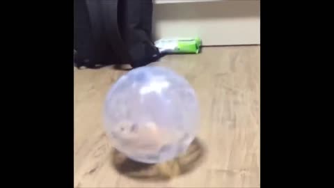 Funny Hamsters Videos Compilation #2 | Funny and Cute Moment of the Animals