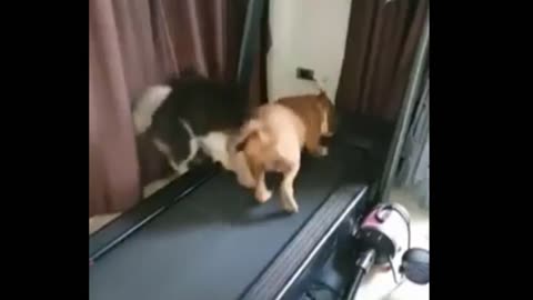 Funny dogs - funny dog 🤣 funny dogs 🐶 - best videos of 2021