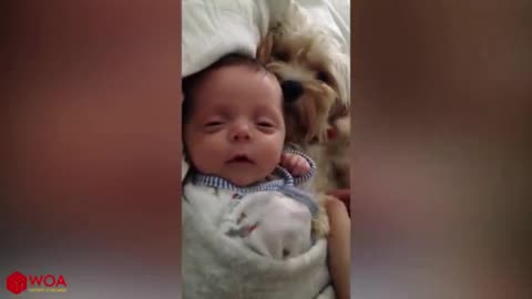 Adorable Puppies Love Babies Compilation A Cute Puppy and Baby New