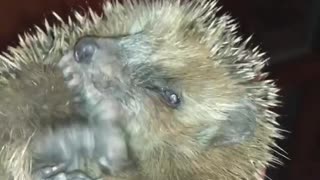 Hedgehog