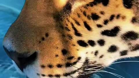 jaguar#jag#Love#handsome