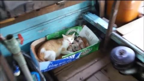 How a mother cat takes care of a kitten