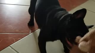 Playful Frenchie