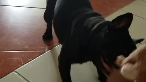 Playful Frenchie