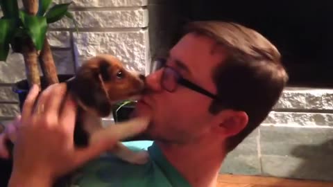 Beagle puppy learning to howl