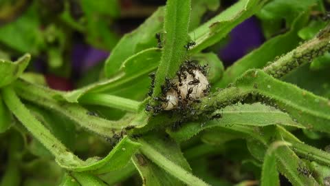 Fauna Nature Macro Insects Ants Garden Colombia