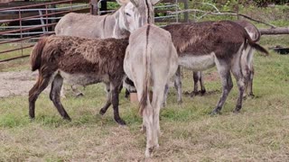 Donkey Field Donkeys Love Attention Farming Life p9