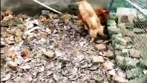Chicken VS Dog Fight very very Funny Dog Fight Videos