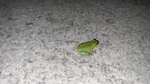 Frog player who runs vigorously on a dark night.