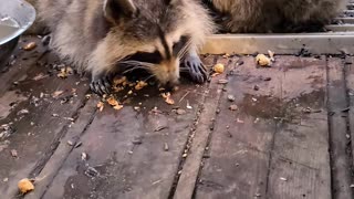 07-08-23 | Feeding Baby Raccoons, Part 6