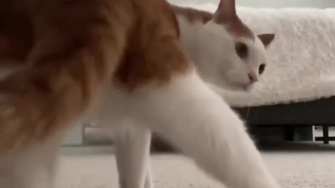 🐾Cats _ Funny Cute Cat Videos Compilation 2021 _1_ #shorts