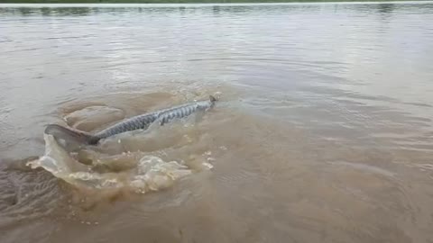 Big Fish At Paradip Odisha