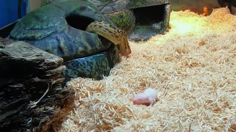 Gopher Snake Eats Six Pinkies (Mice) : *WARNING* LIVE FEED