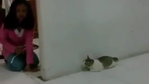 Cat jumps 4mtr when gets scared