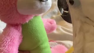 Cockatoo loves stuffed animal