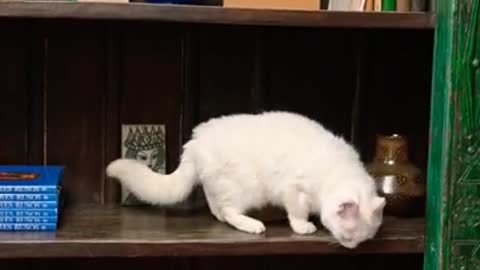 A Cat Jumping On The Book Shelves