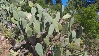2m tall Cactus park in Greece