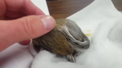 Baby squirrel rescue! So CUTE!!!