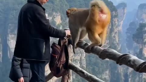 Monkey slaps man when he was going to check his bag?