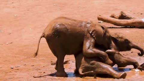 The elephant is planning with friends and water