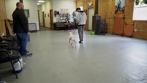 Incredibly responsive Pitbull + Leash receptive canine preparation