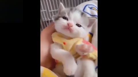 Cute little cats|| funny animal lover