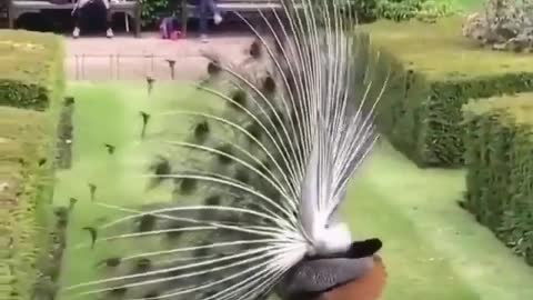 Shining peacock