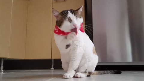 A cat bites her legs from hunger