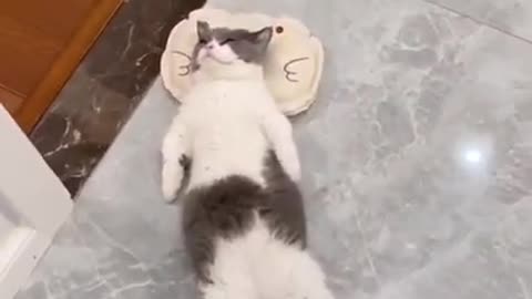 Super lazy cat _ Cute Cats _ Cutest Cats Compilation 2021