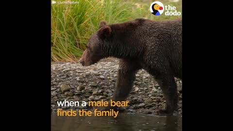 Bear Mom Fights Off Male To Protect Her Babies | The Dodo