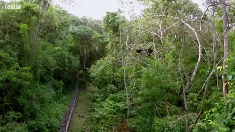 Rescuing A Baby Spider Monkey | Jungle Animal Hospital | BBC Earth