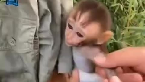 Baby Monkey Wants Human Mother