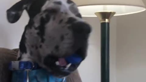 Blue Great Dane Dog Funny Videos 166 - The Great Dane Puppies Video - Great Dane Compilation