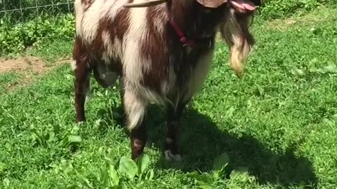 Goats Strange Screams of Seduction