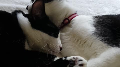 Two black and white kitties groom each other