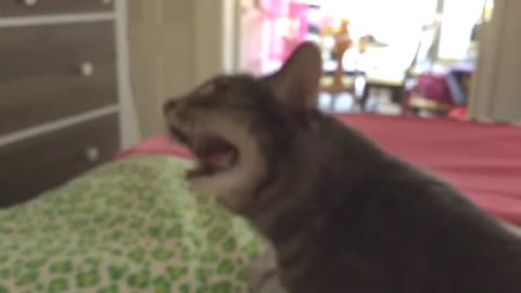 Poor cat sneezes many times