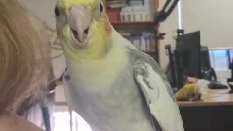 parrot sing at morning so FUNNY
