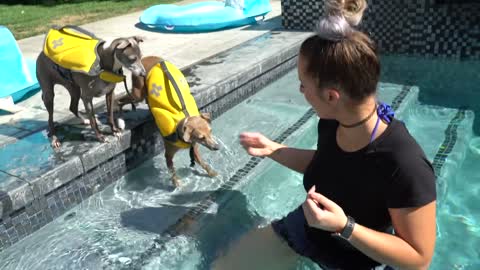 How to introduce a dog to a pool?