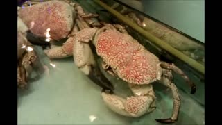 King Crabs