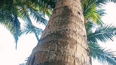 Philippine Coconut Tree