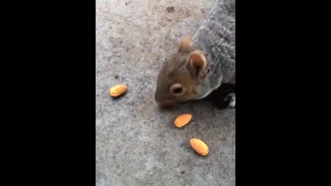 A hungry squirrel running bravely to eat nuts fast