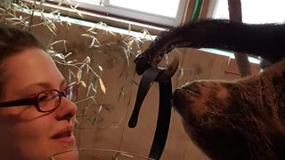 Sloth Stealthily Steals Caregiver's Headband