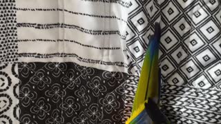Excited parrot dances to make the bed
