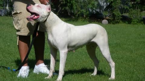 TOP 10 White Dog Breeds!