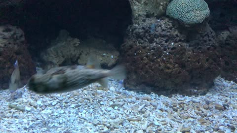 I think the fin arm of puffer fish is as cute as an airplane