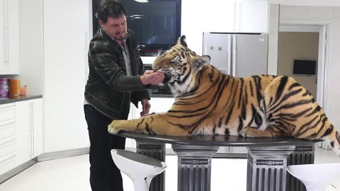 I Train 400lb Tigers For Movie Stunts _ LIVING WITH TIGERS SEASON(1080P_HD)