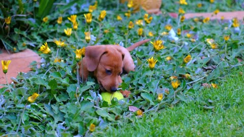 A Person With A Cute Brown Puppy Playing With A Tennis Ball On A Flower Bed In The Gardens